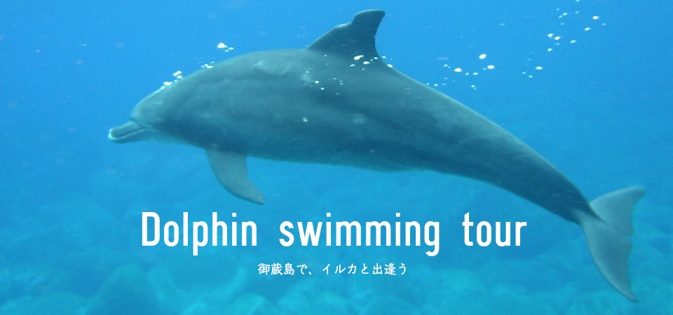 Dolphin Swimming Tour Of 御蔵島ドルフィンスイム船 海豚人丸